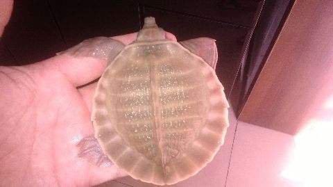 豬鼻龜不愛動不吃東西怎么辦：豬鼻龜不吃食什么原因不愛動呢