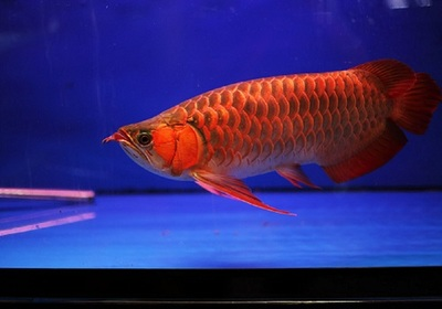 招財和龍魚能混養嗎：招財龍魚，水中靈物，財富與祥瑞的象征