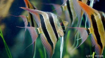 長嘴鱷能和龍魚混養嗎圖片大全：長嘴鱷與龍魚混養，可行與否的深度探尋