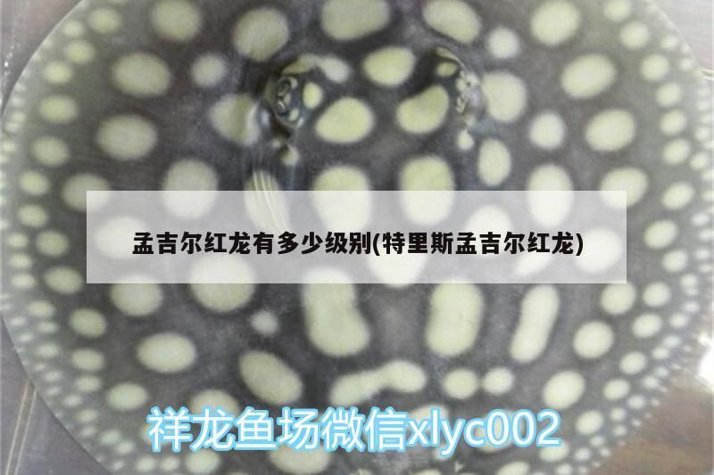 孟吉爾紅龍有多少級別(特里斯孟吉爾紅龍)