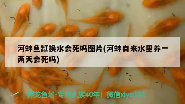 河蚌魚缸換水會死嗎圖片(河蚌自來水里養一兩天會死嗎)