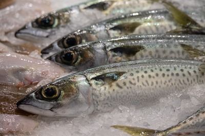龍魚(yú) 頭洞vs祥龍魚(yú)場(chǎng)：頭洞龍魚(yú)養(yǎng)殖技術(shù)要點(diǎn)頭洞龍魚(yú)市場(chǎng)價(jià)格評(píng)價(jià)