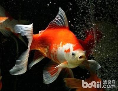 草金魚能長多大(關(guān)于草金魚的生長大小,你了解多少?) 特里斯紅外線 第1張 草金魚能長多大(關(guān)于草金魚的生長大小,你了解多少?) 草金魚能長多大(關(guān)于草金魚的生長大小,你了解多少?) 特里斯紅外線 第1張