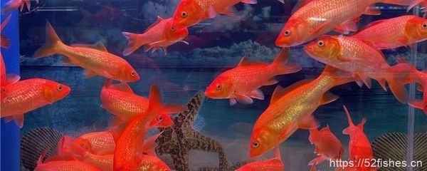 草金魚能長多大(關(guān)于草金魚的生長大小,你了解多少?) 特里斯紅外線 第3張 草金魚能長多大(關(guān)于草金魚的生長大小,你了解多少?) 草金魚能長多大(關(guān)于草金魚的生長大小,你了解多少?) 特里斯紅外線 第3張