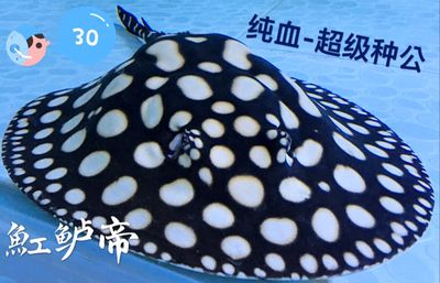 長沙龍魚祥龍魚場地址查詢：探尋長沙龍魚祥龍魚場，地址背后的故事與奧秘
