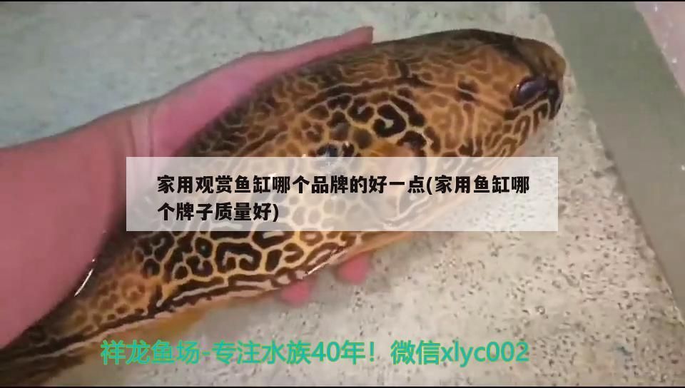 家用觀賞魚缸哪個品牌的好一點(家用魚缸哪個牌子質量好)