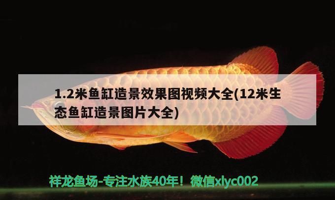 1.2米魚缸造景效果圖視頻大全(12米生態魚缸造景圖片大全)
