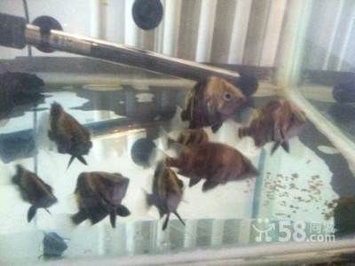 四紋虎魚(yú)活餌的正確處理方法，四紋虎魚(yú)活餌的處理方法