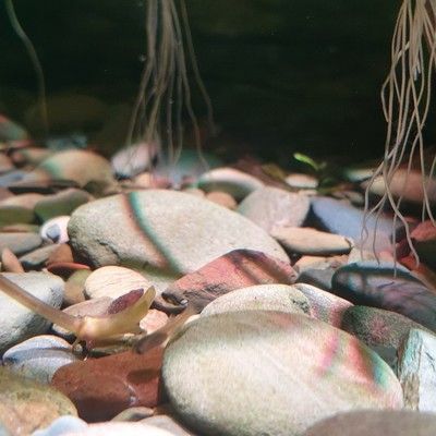 創(chuàng)寧水族代理：創(chuàng)寧水族用品有限公司91371581ma945ccn1m 創(chuàng)寧水族代理：創(chuàng)寧水族用品有限公司91371581ma945ccn1m 創(chuàng)寧水族 第2張