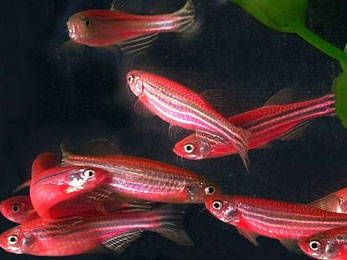 各種觀賞魚的壽命是多少年(關于觀賞魚的養護秘籍) 龍年龍魚 第1張 各種觀賞魚的壽命是多少年(關于觀賞魚的養護秘籍) 各種觀賞魚的壽命是多少年(關于觀賞魚的養護秘籍) 龍年龍魚 第1張