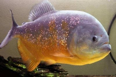 虎魚能餓多久：虎魚的饑餓耐受能力因個體差異和品種不同而有差異