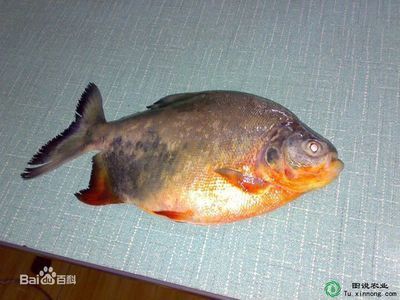 廣東淡水觀賞魚品種（廣東淡水觀賞魚的起源與發展）