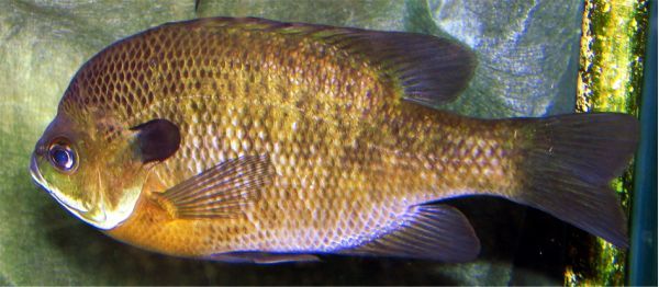 廣東淡水觀賞魚品種（廣東淡水觀賞魚的起源與發展）