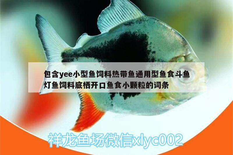 包含yee小型魚飼料熱帶魚通用型魚食斗魚燈魚飼料底棲開口魚食小顆粒的詞條