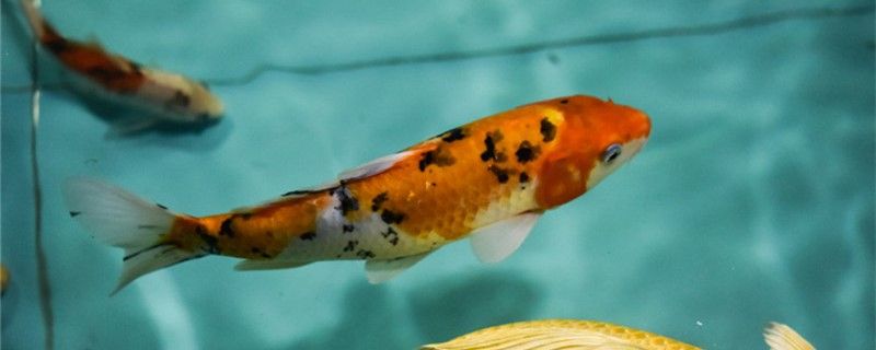 死水小池塘養(yǎng)什么魚(yú)好哪些魚(yú)類可以養(yǎng)在死水中