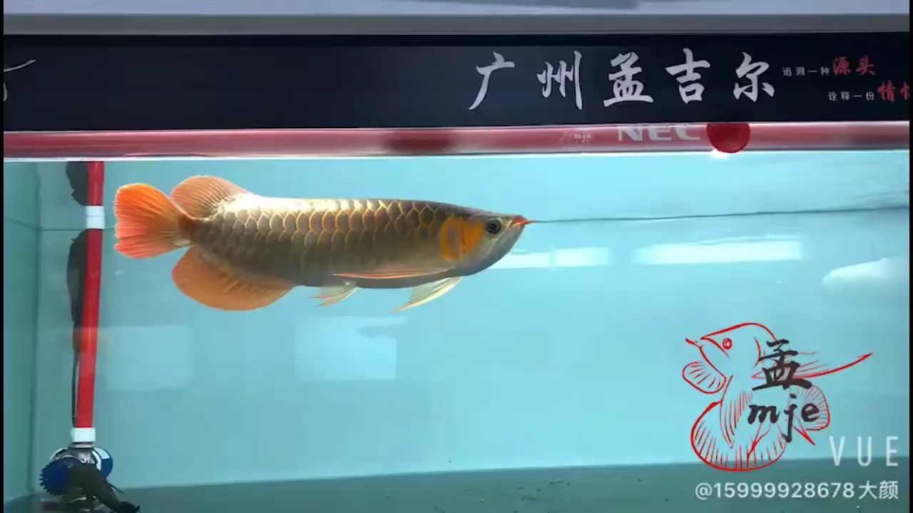 孟吉爾～萬吉寬身翹頭款