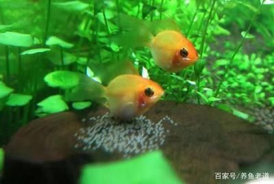 長沙金龍魚觀賞魚市場地址電話號碼：探尋長沙金龍魚觀賞魚市場，地址與電話全攻略