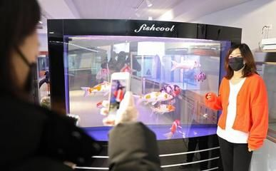 觀賞魚直播間直播策劃怎么做（觀賞魚直播策劃方案：直播帶貨的心理學(xué)直播帶貨的應(yīng)用）