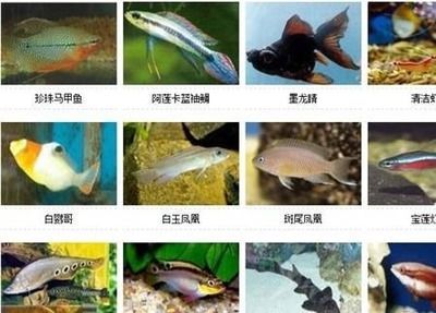 北方野生觀賞魚有哪些品種（北方地區的野生觀賞魚的種類豐富多樣的野生觀賞魚種類）