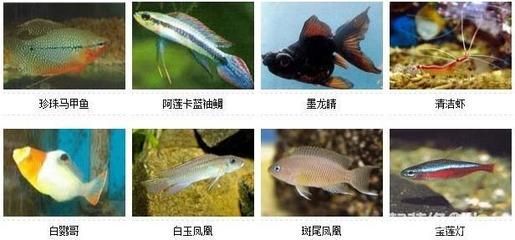 北方野生觀賞魚有哪些品種（北方地區的野生觀賞魚的種類豐富多樣的野生觀賞魚種類） 北方野生觀賞魚有哪些品種（北方地區的野生觀賞魚的種類豐富多樣的野生觀賞魚種類） 新加坡三巴旺 第4張