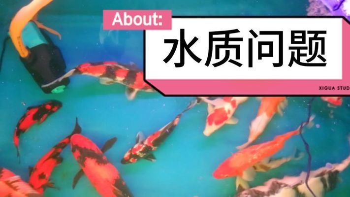 長江有龍魚嗎圖片：長江深處，可有龍魚潛蹤？