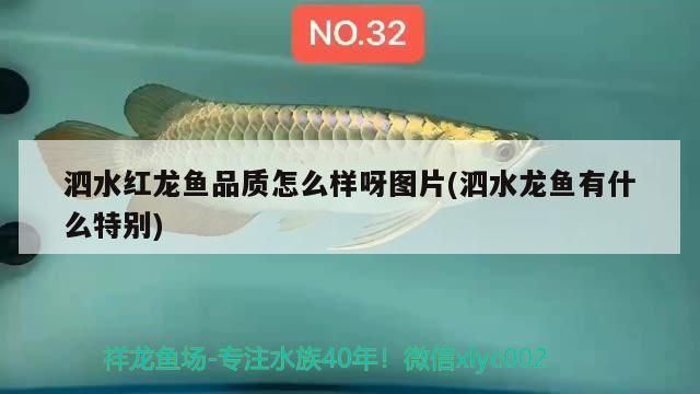 泗水紅龍魚品質怎么樣呀圖片(泗水龍魚有什么特別)