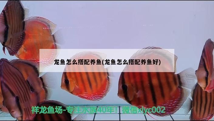 老道說(shuō)怎么養(yǎng)龍魚vs祥龍魚場(chǎng)：祥龍魚場(chǎng)怎么養(yǎng)龍魚