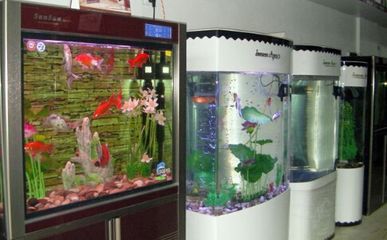 開一間水族館大概要多少錢（開一間水族館的成本因地區、規模和設施而異開設一間水族館）