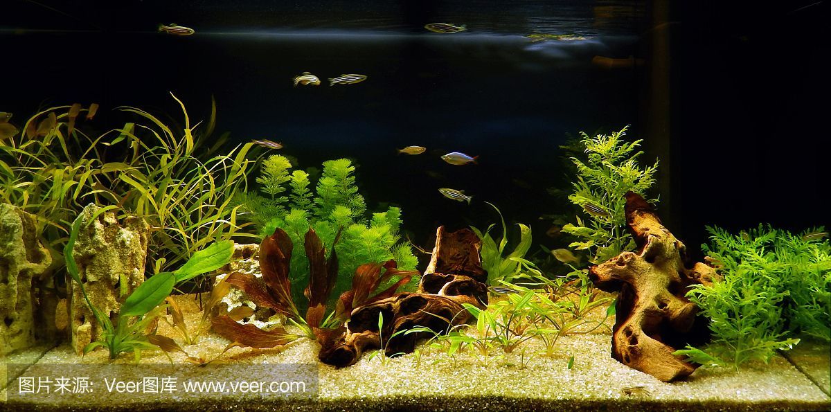 開一間水族館大概要多少錢（開一間水族館的成本因地區、規模和設施而異開設一間水族館）