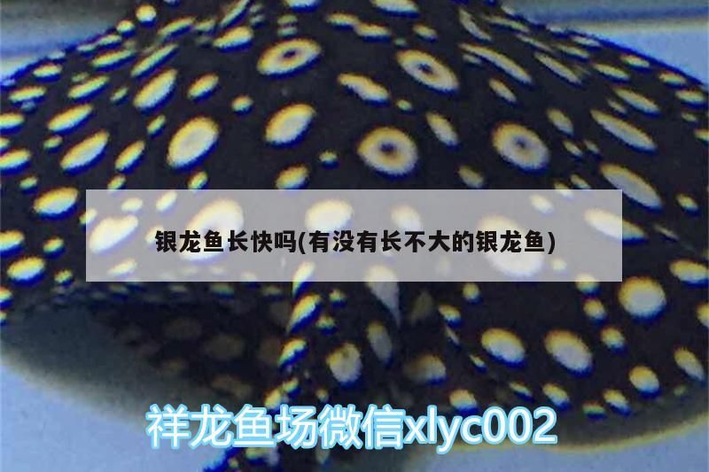 銀龍魚長快嗎(有沒有長不大的銀龍魚)