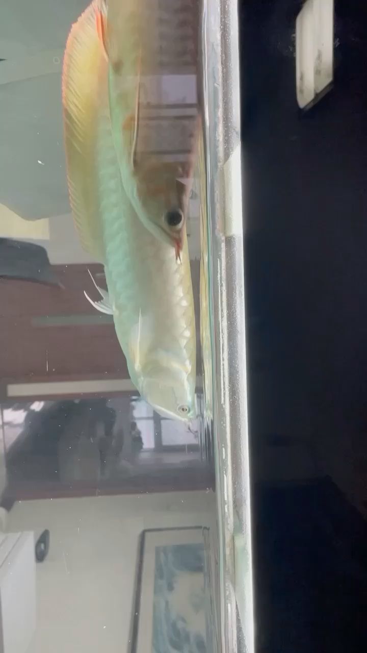 森森魚池過濾器廠家（ 森森池塘過濾器安裝步驟圖）