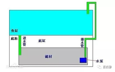 長得很像龍魚的小型魚叫什么：似龍魚之韻的小型魚，水中精靈的獨(dú)特魅力