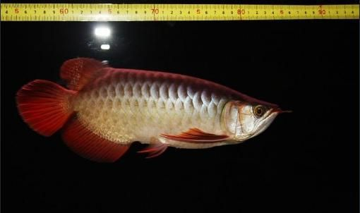 紅龍魚的生長速度是多少秒