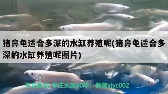 豬鼻龜適合多深的水缸養殖呢(豬鼻龜適合多深的水缸養殖呢圖片)