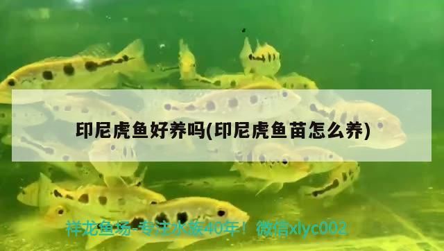 印尼虎魚苗最佳水溫，印尼虎魚苗飼養常見誤區 印尼虎魚苗最佳水溫，印尼虎魚苗飼養常見誤區 虎魚百科 第2張