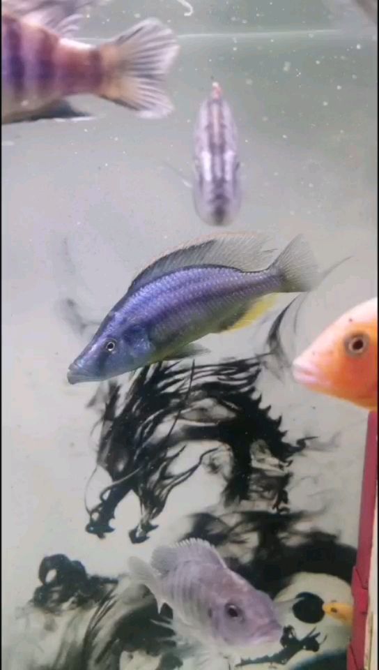 滄州渤海新區絡曼花卉店 全國水族館企業名錄 第2張 滄州渤海新區絡曼花卉店 滄州渤海新區絡曼花卉店 全國水族館企業名錄 第2張
