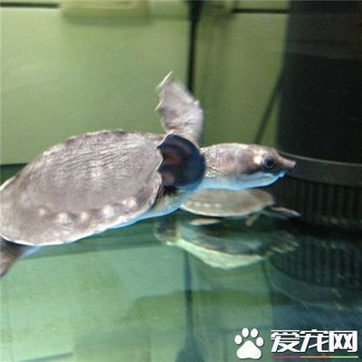 豬鼻龜是不是鱉：豬鼻龜屬于兩爪鱉科下兩爪鱉科，豬鼻龜的飼養技巧