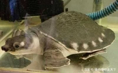 豬鼻龜是不是鱉：豬鼻龜屬于兩爪鱉科下兩爪鱉科，豬鼻龜的飼養技巧
