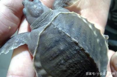 豬鼻龜是不是鱉：豬鼻龜屬于兩爪鱉科下兩爪鱉科，豬鼻龜的飼養技巧