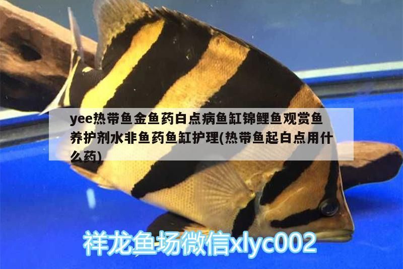 yee熱帶魚金魚藥白點病魚缸錦鯉魚觀賞魚養護劑水非魚藥魚缸護理(熱帶魚起白點用什么藥)