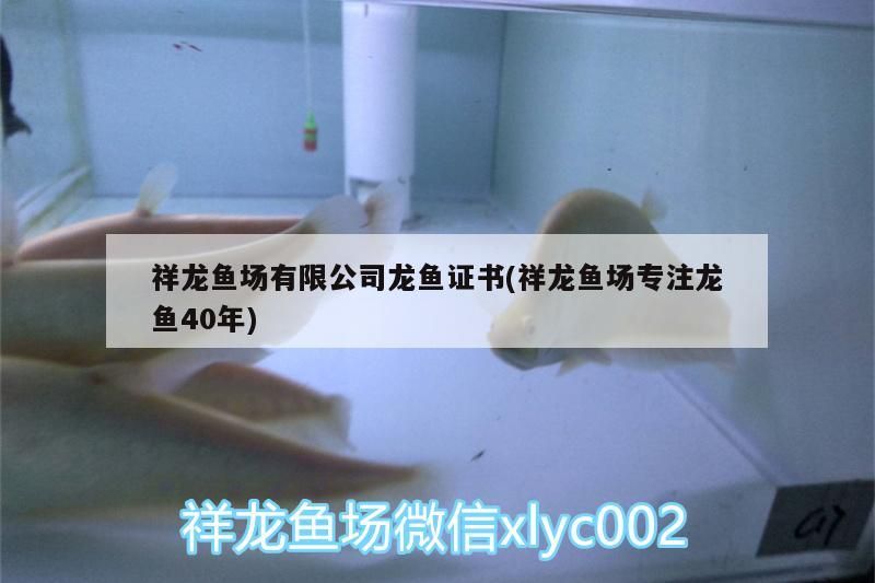 祥龍魚場有限公司龍魚證書(祥龍魚場專注龍魚40年)