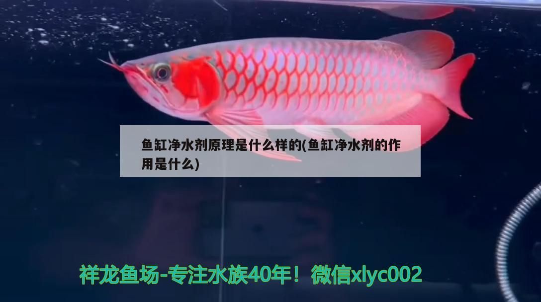魚缸凈水劑原理是什么樣的(魚缸凈水劑的作用是什么)