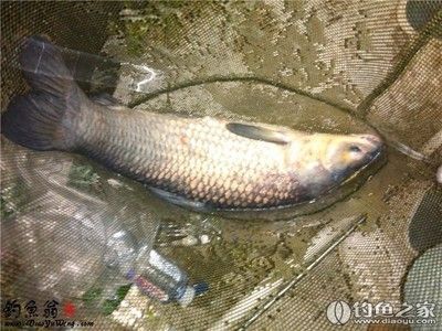 一方水能養多少斤魚：一方水可以養多少斤魚