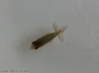 一方水能養多少斤魚：一方水可以養多少斤魚