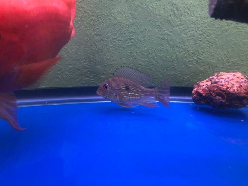誰來幫忙鑒定一下元寶鳳凰