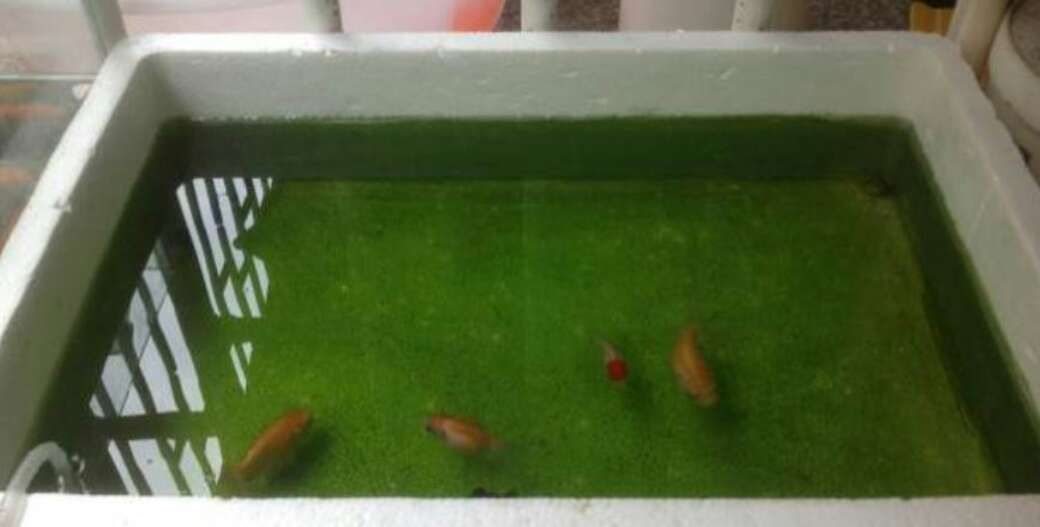 半圓形的魚缸圖片欣賞（半圓形的魚缸圖片欣賞高清）