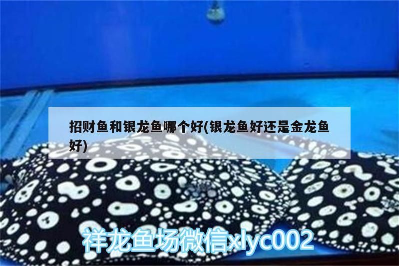 招財魚和銀龍魚哪個好(銀龍魚好還是金龍魚好)