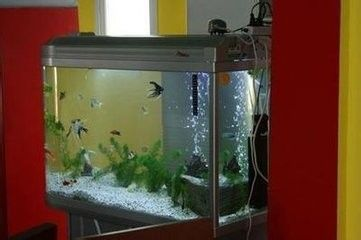 30L魚缸養多少魚：魚缸養魚數量與大小的關系