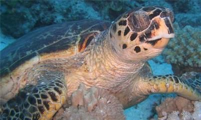 招財貓最旺的三個地方，財運亨通的風水寶地