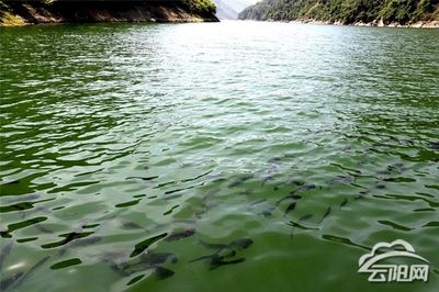 招財(cái)貓魚長(zhǎng)大了值錢嗎？揭秘其市場(chǎng)價(jià)值與養(yǎng)殖技巧